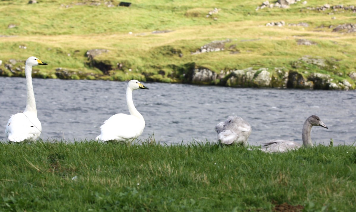 Whooper Swan - ML608447966