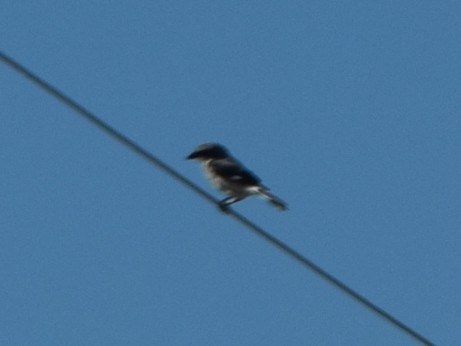 Loggerhead Shrike - ML608448088