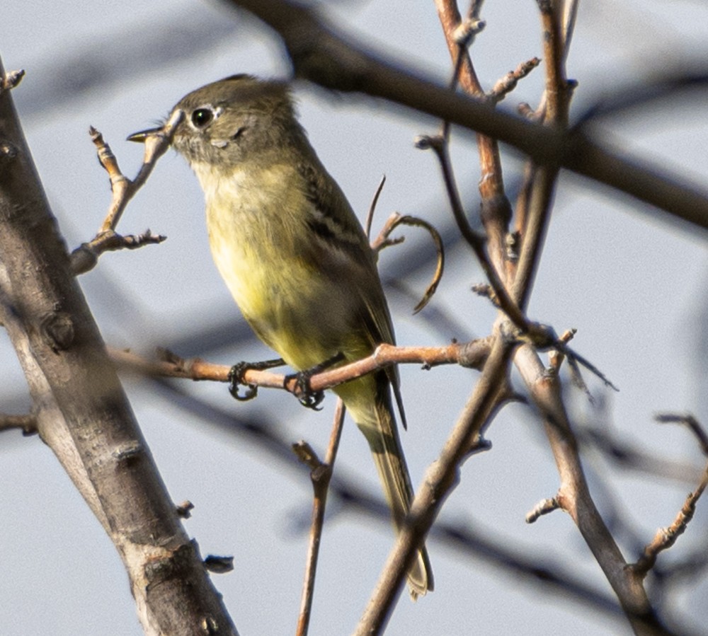 Dusky Flycatcher - ML608448143