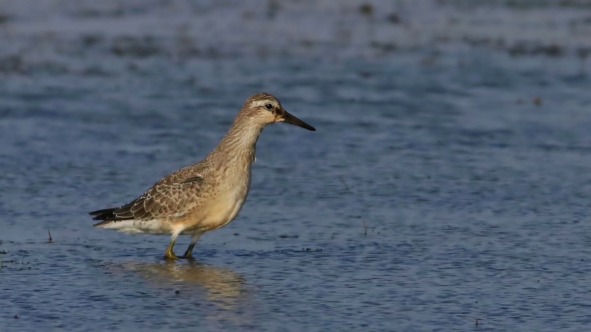 Red Knot - ML608448232