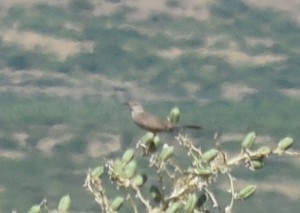 Bendire's Thrasher - ML608448257