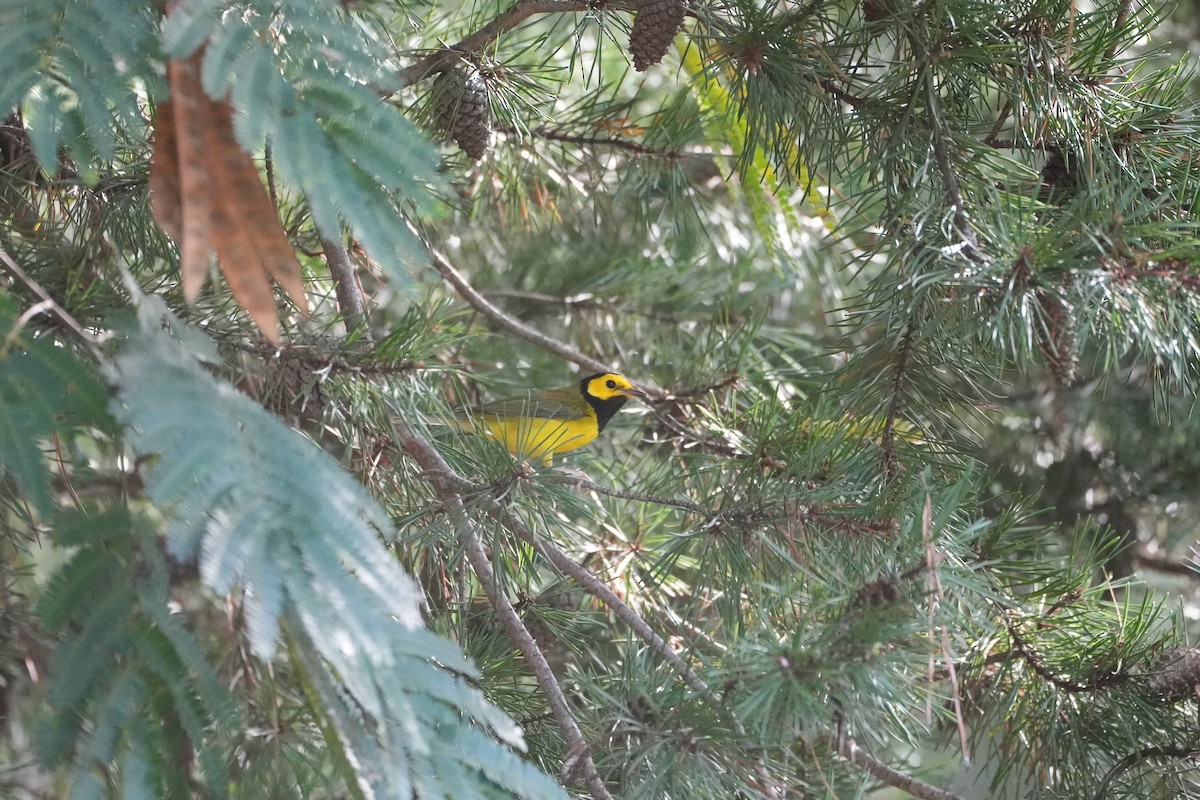 Hooded Warbler - ML608448279