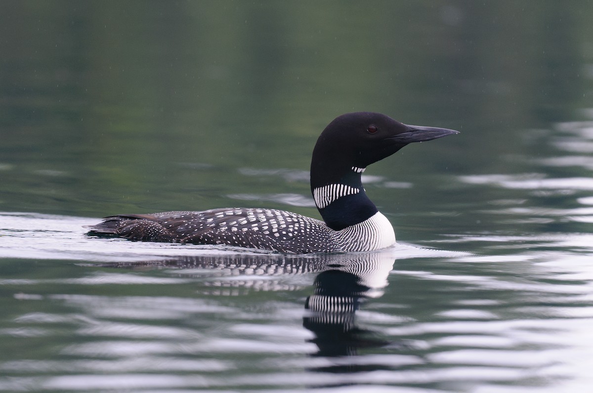 Common Loon - ML608448281