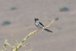 Loggerhead Shrike - ML608448299