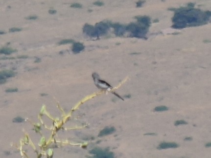 Loggerhead Shrike - ML608448311