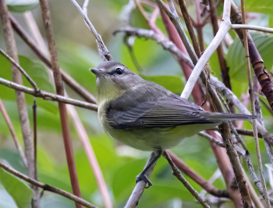 Philadelphia Vireo - ML608448426