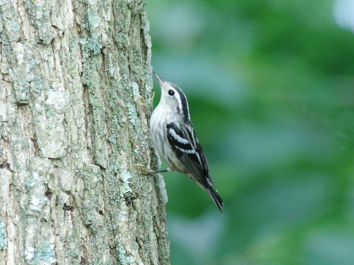 Black-and-white Warbler - ML608448459