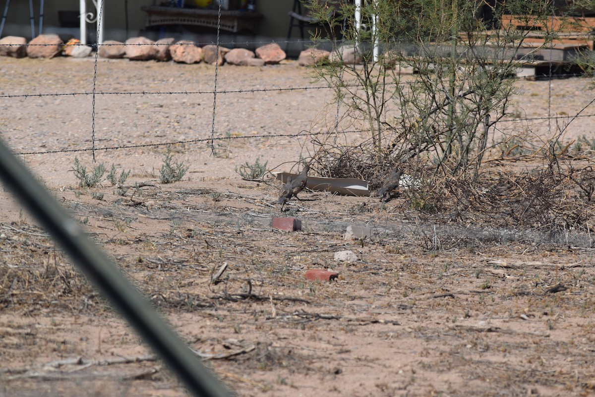 Gambel's Quail - ML608448572