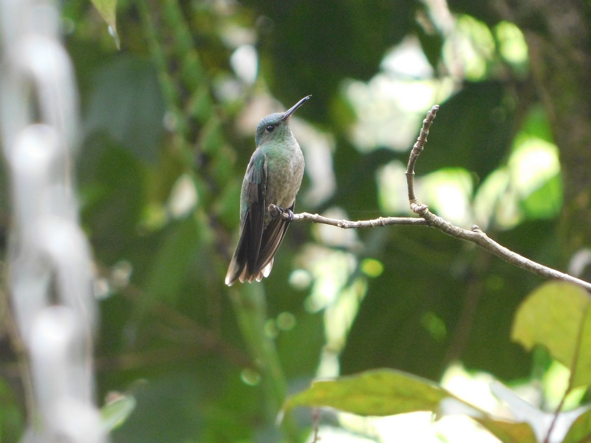 Scaly-breasted Hummingbird - ML608448739