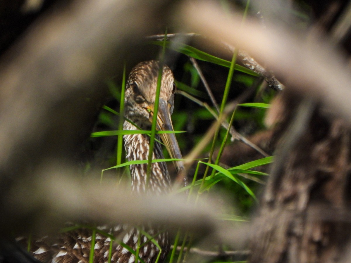 Limpkin - ML608448754