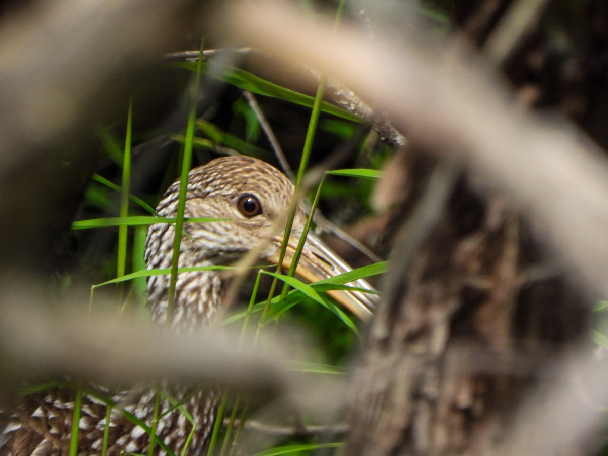 Limpkin - ML608448755