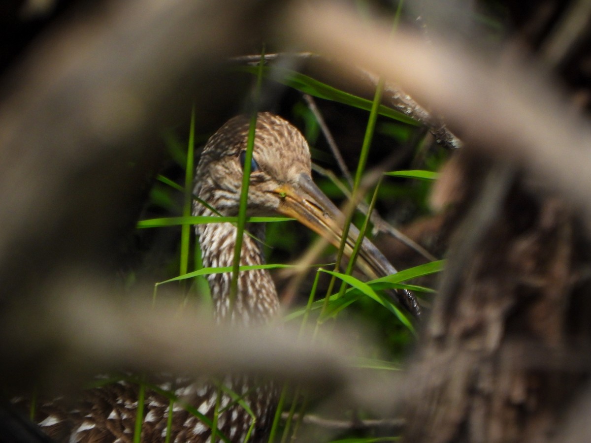 Limpkin - ML608448756