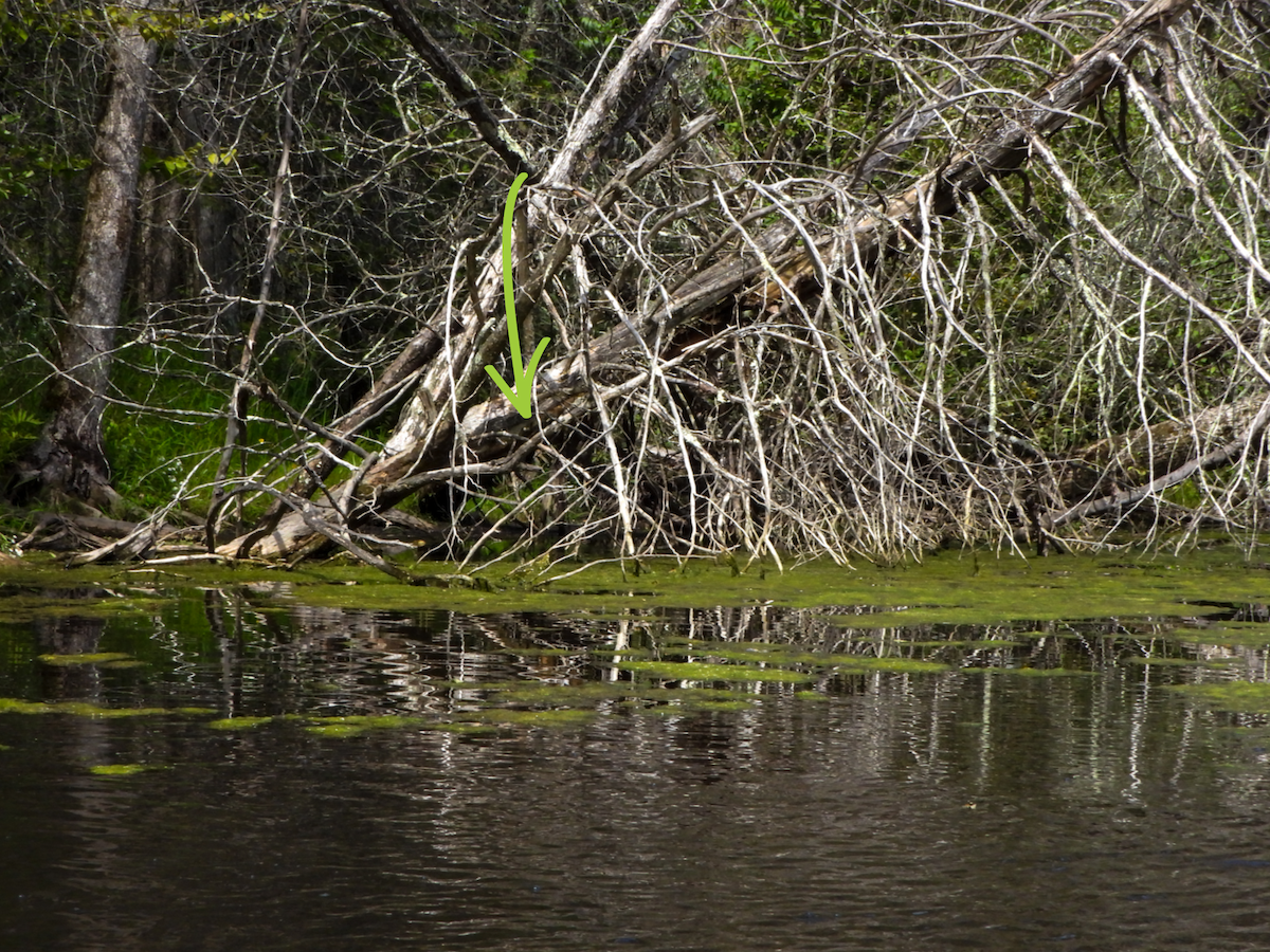 Limpkin - ML608448758