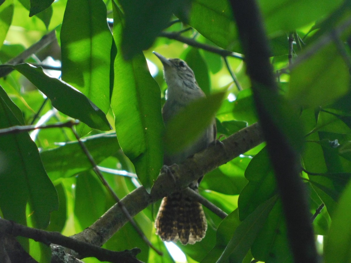 Rufous-and-white Wren - ML608448764