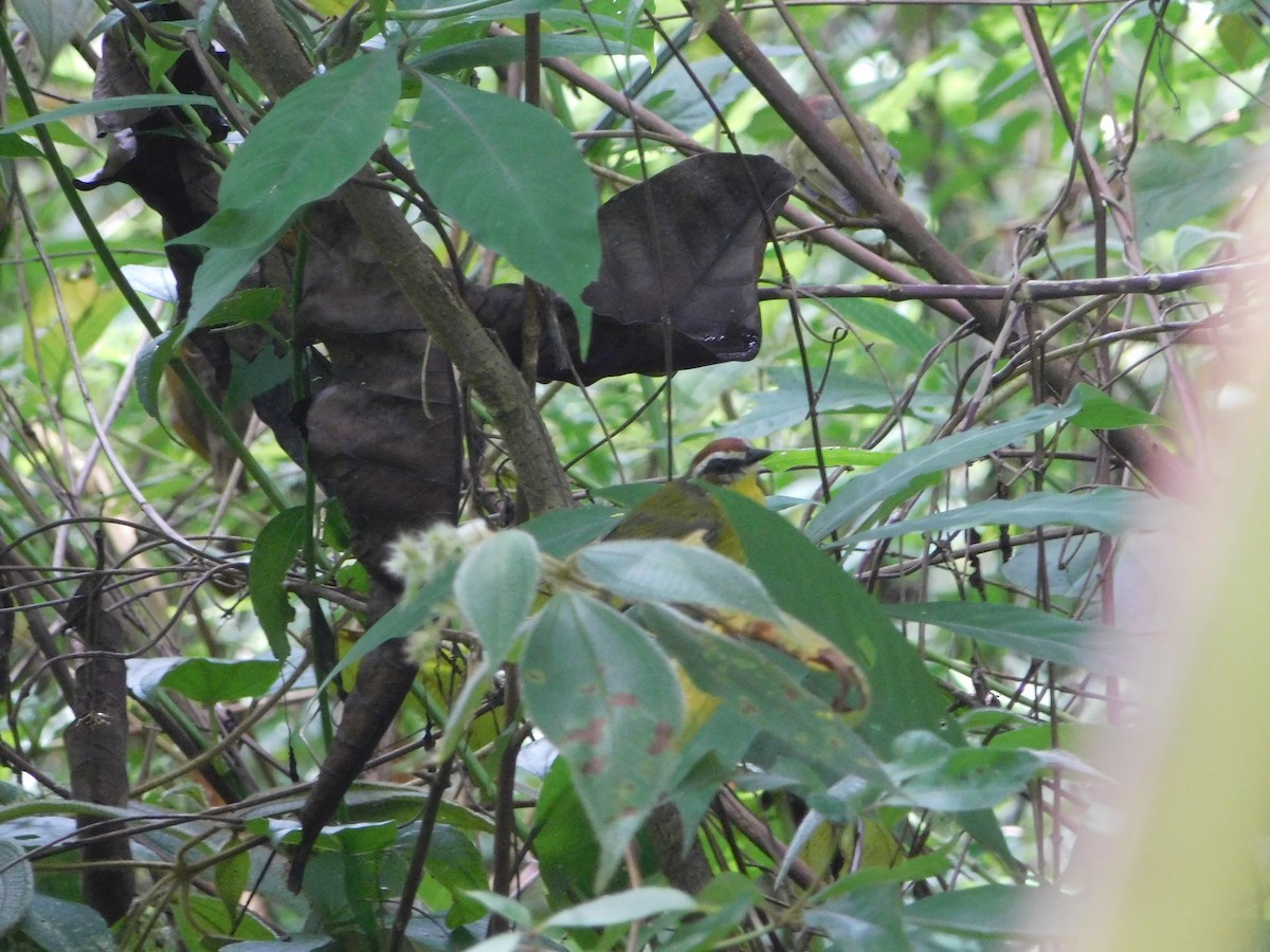 Chestnut-capped Warbler - ML608448779