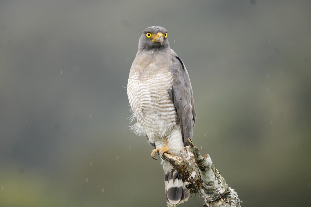 Roadside Hawk - ML608448872