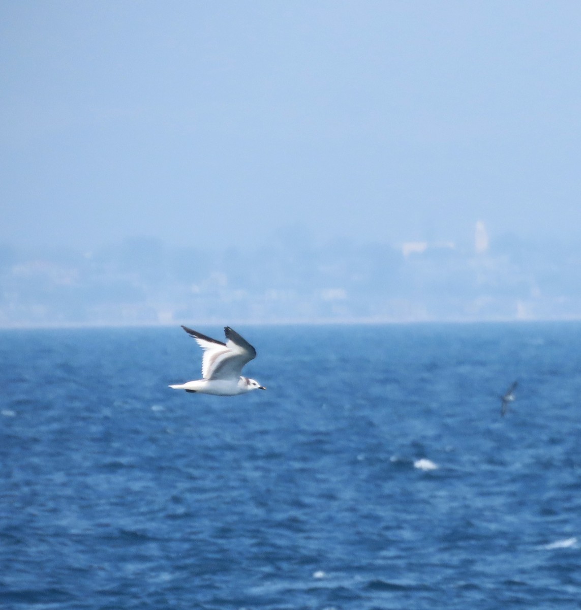 Sabine's Gull - Becky Turley