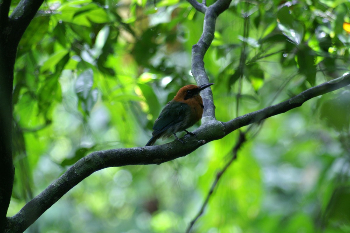 Broad-billed Motmot - ML608448956