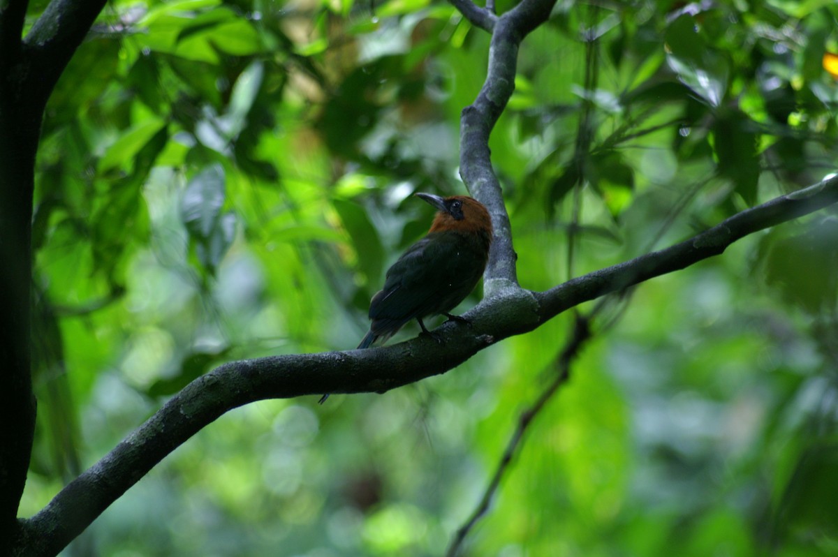 Broad-billed Motmot - ML608448957