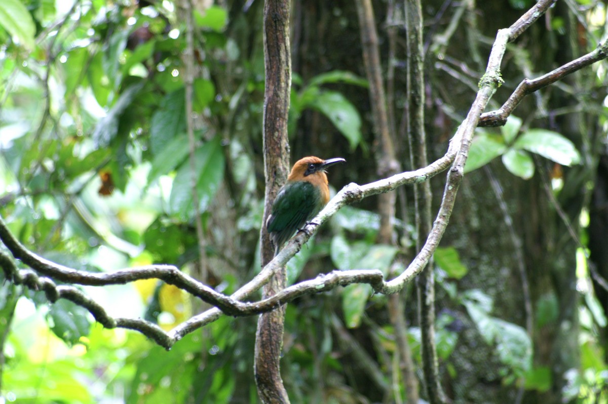 Broad-billed Motmot - ML608448959