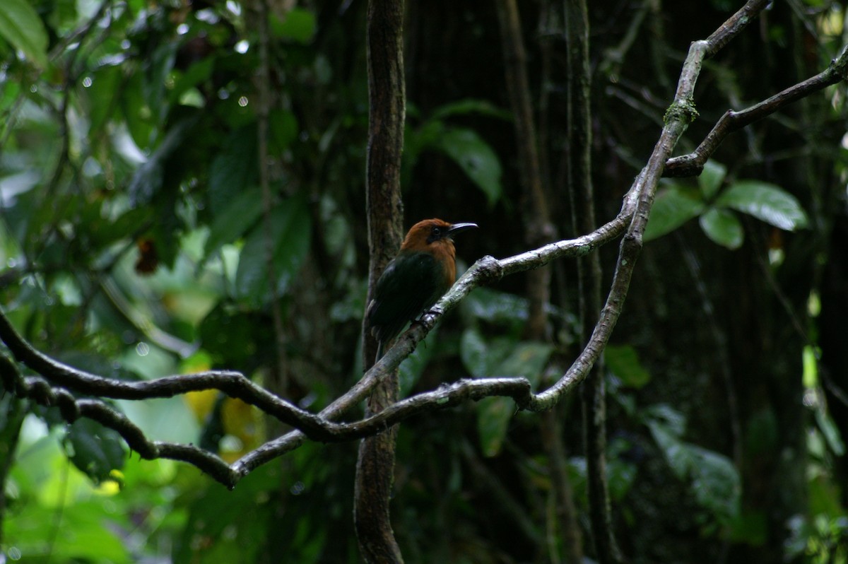 Broad-billed Motmot - ML608448960