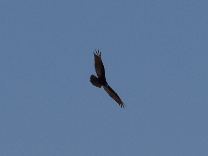 Turkey Vulture - ML608448991