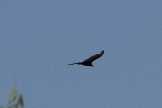 Turkey Vulture - ML608448995