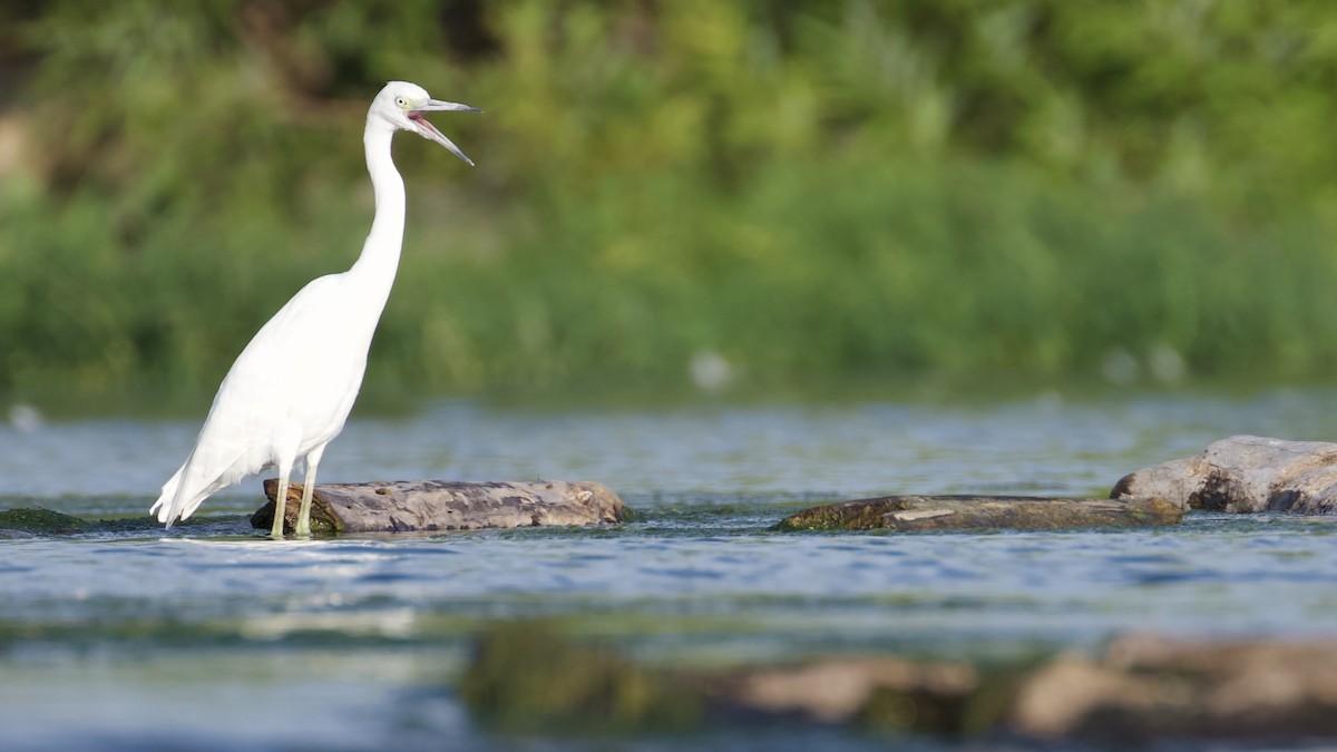 Little Blue Heron - ML608449021