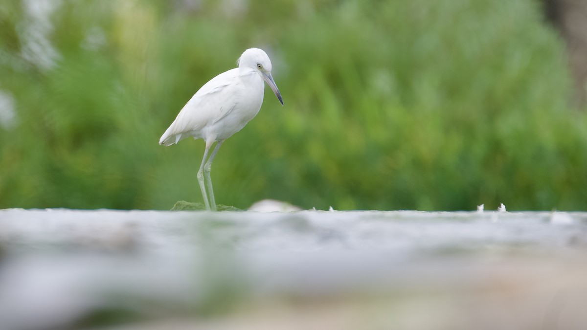 Little Blue Heron - ML608449025