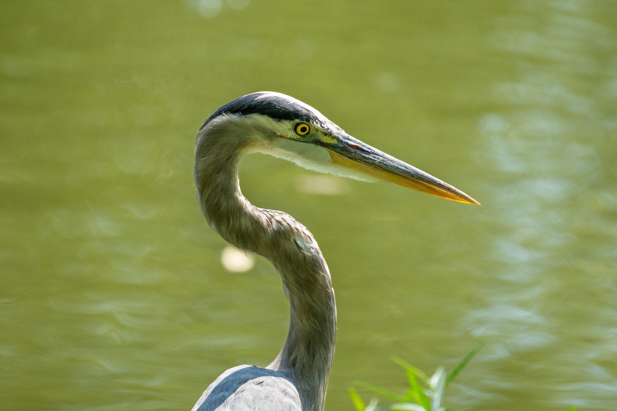 Great Blue Heron - ML608449049