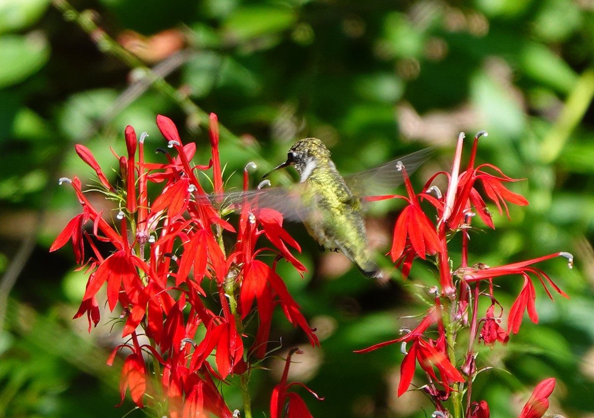 Ruby-throated Hummingbird - ML608449052