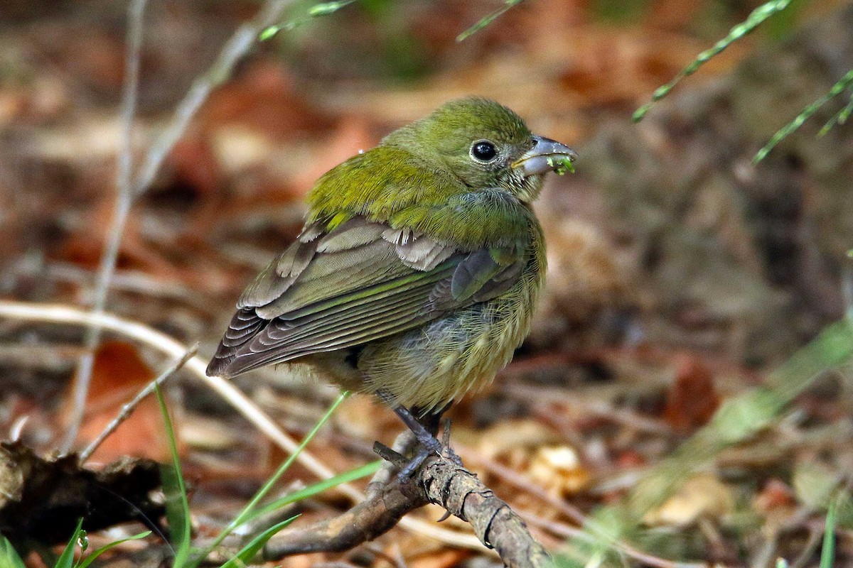 Painted Bunting - ML608449115