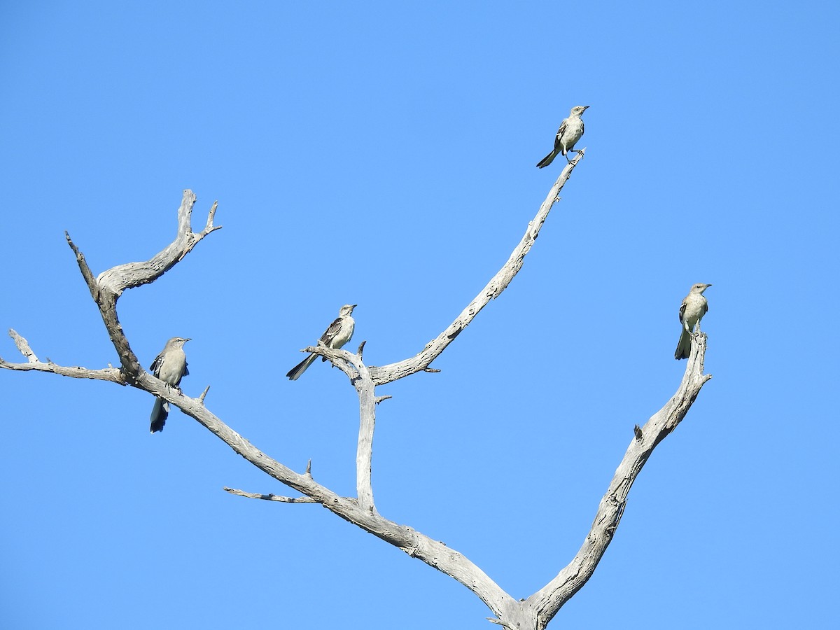 Northern Mockingbird - ML608449599