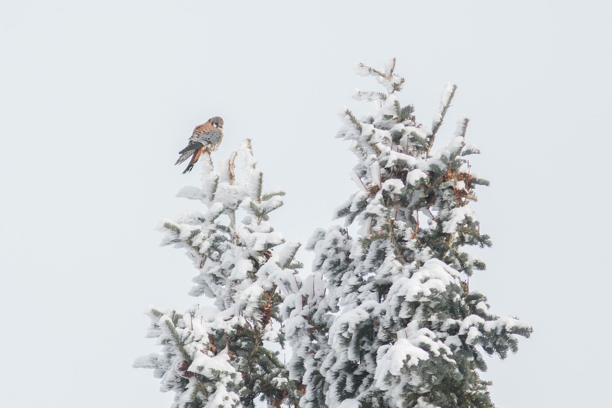 American Kestrel - ML608449651