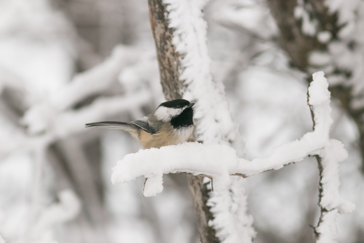 Black-capped Chickadee - ML608449659