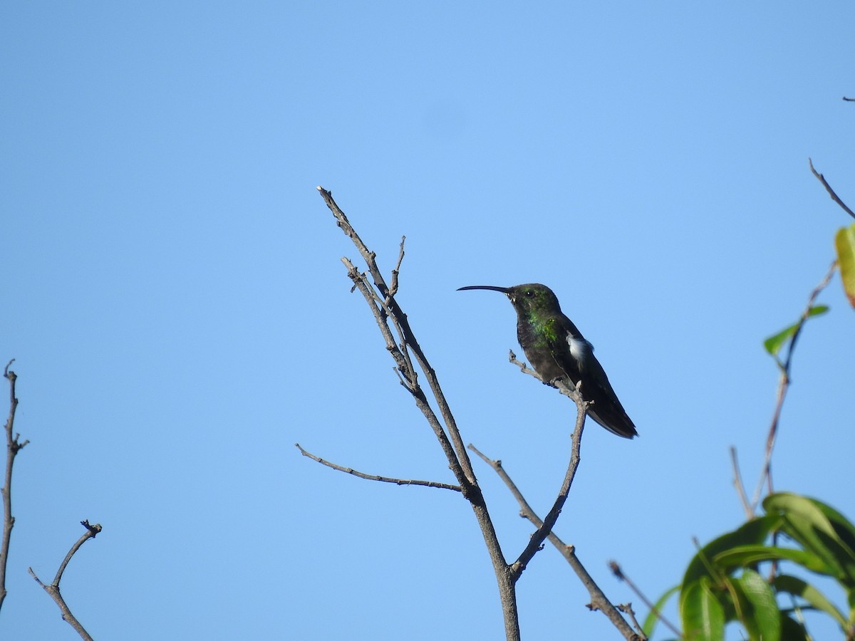 kolibřík tmavoprsý - ML608449690