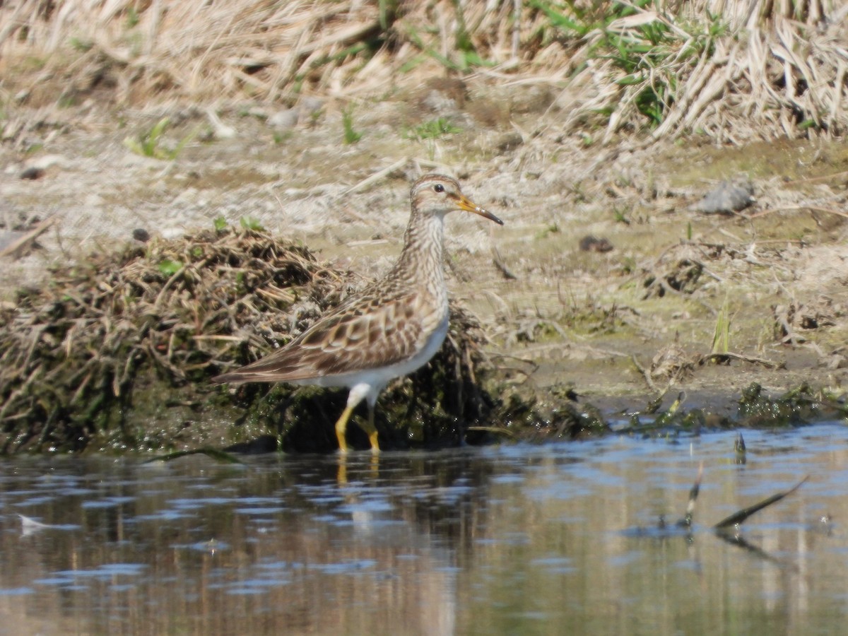 Bécasseau à poitrine cendrée - ML608449781