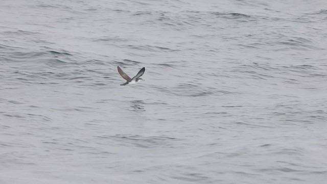 Sargasso Shearwater - ML608449806