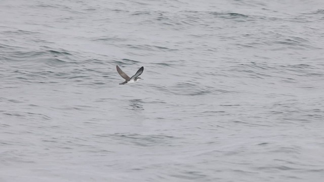 Audubon's Shearwater - ML608449806