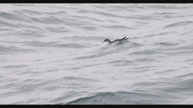 Audubon's Shearwater - ML608449807