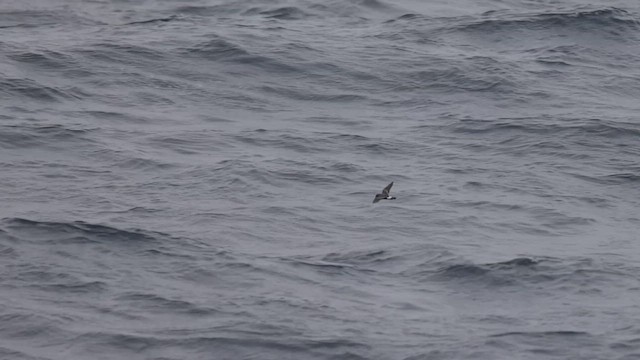 Band-rumped Storm-Petrel - ML608449818