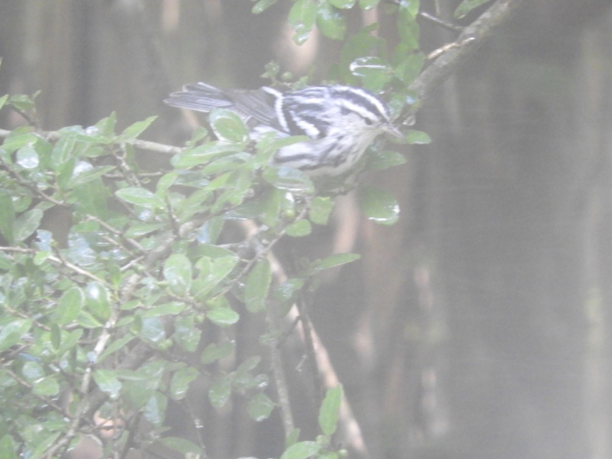 Black-and-white Warbler - Wayne Covington