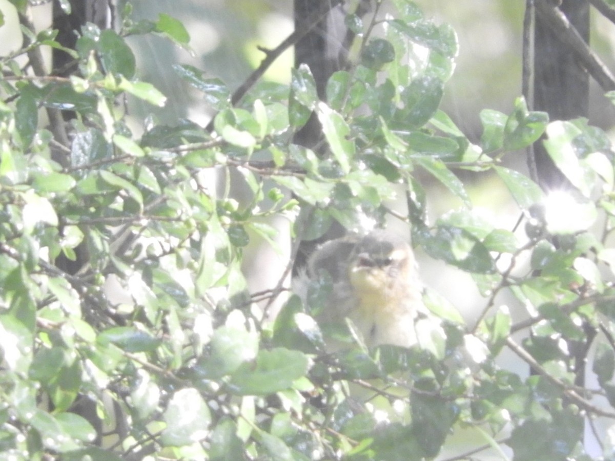 Blackburnian Warbler - ML608449926