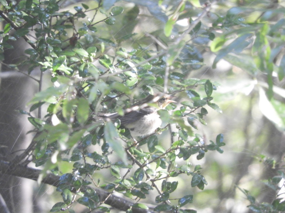 Blackburnian Warbler - ML608449927