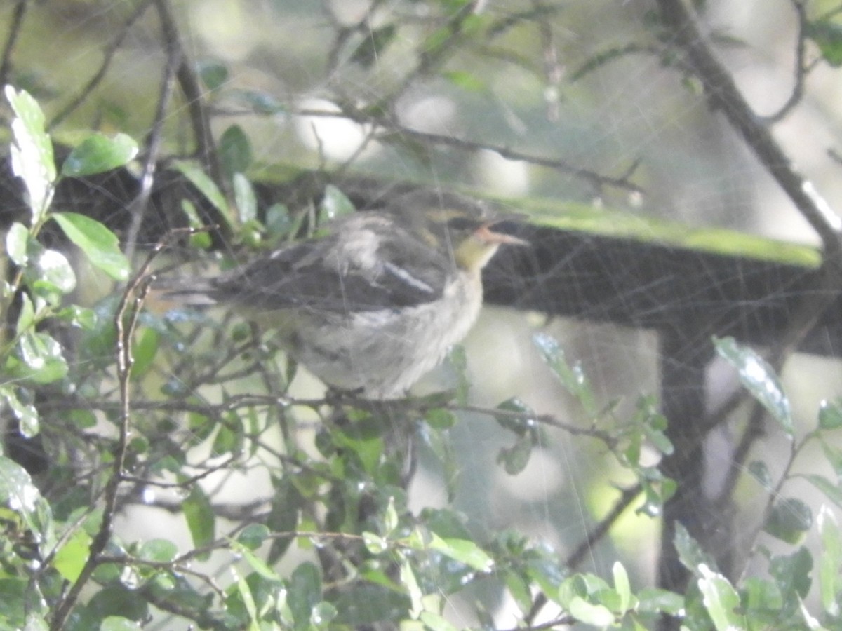 Blackburnian Warbler - ML608449928