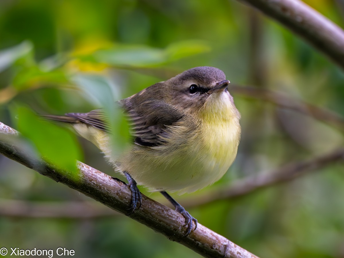 Vireo de Filadelfia - ML608449950