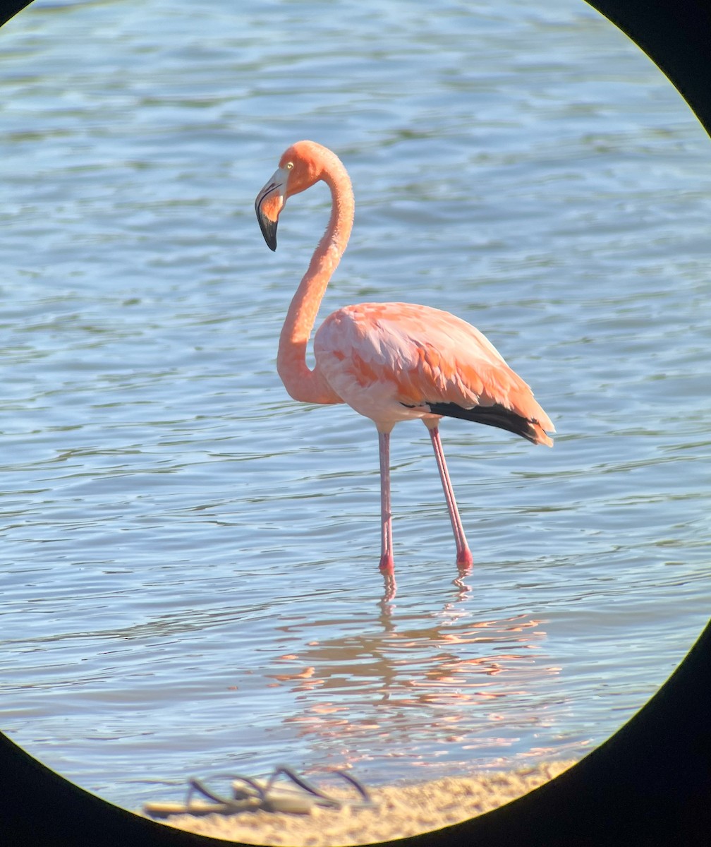American Flamingo - ML608449993