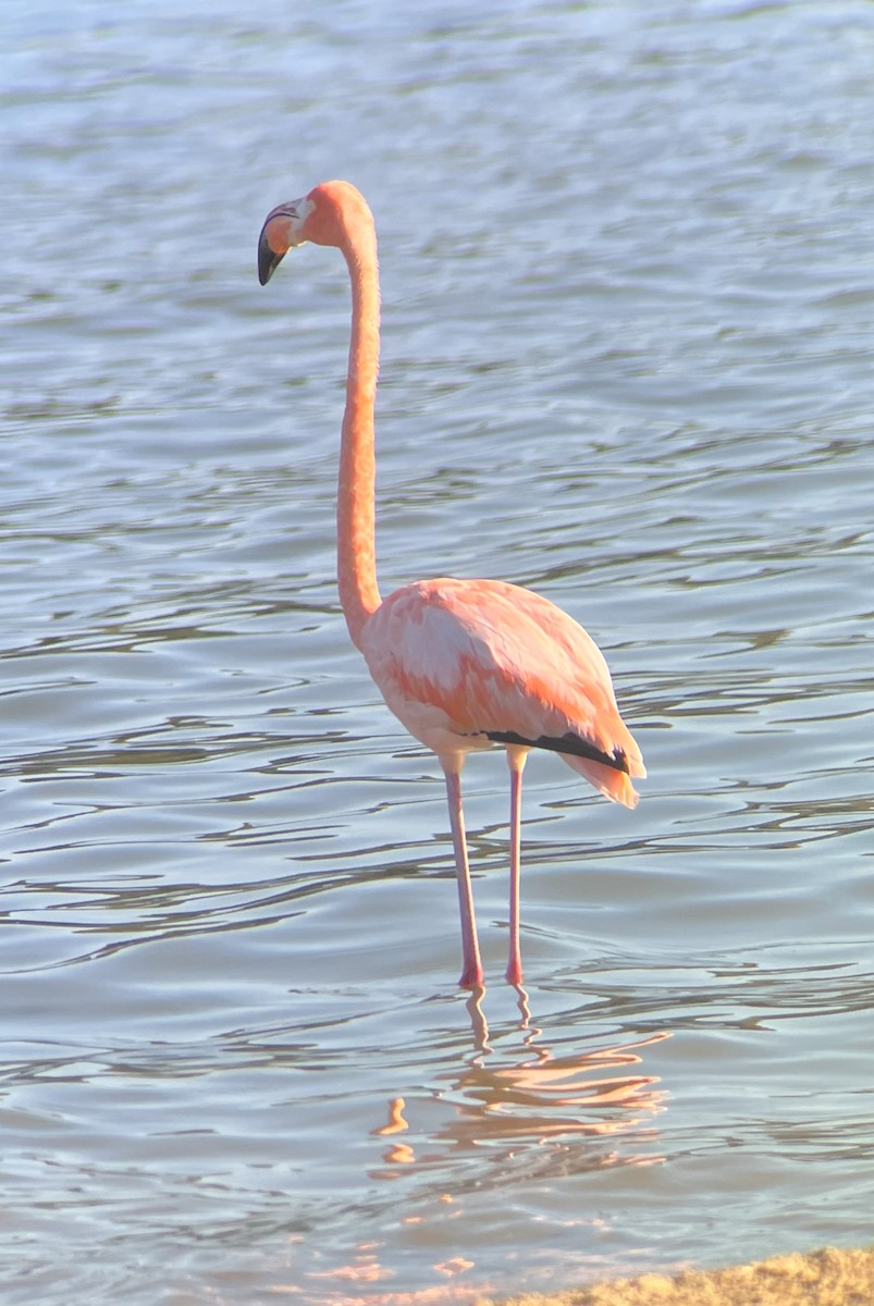 American Flamingo - David Baker