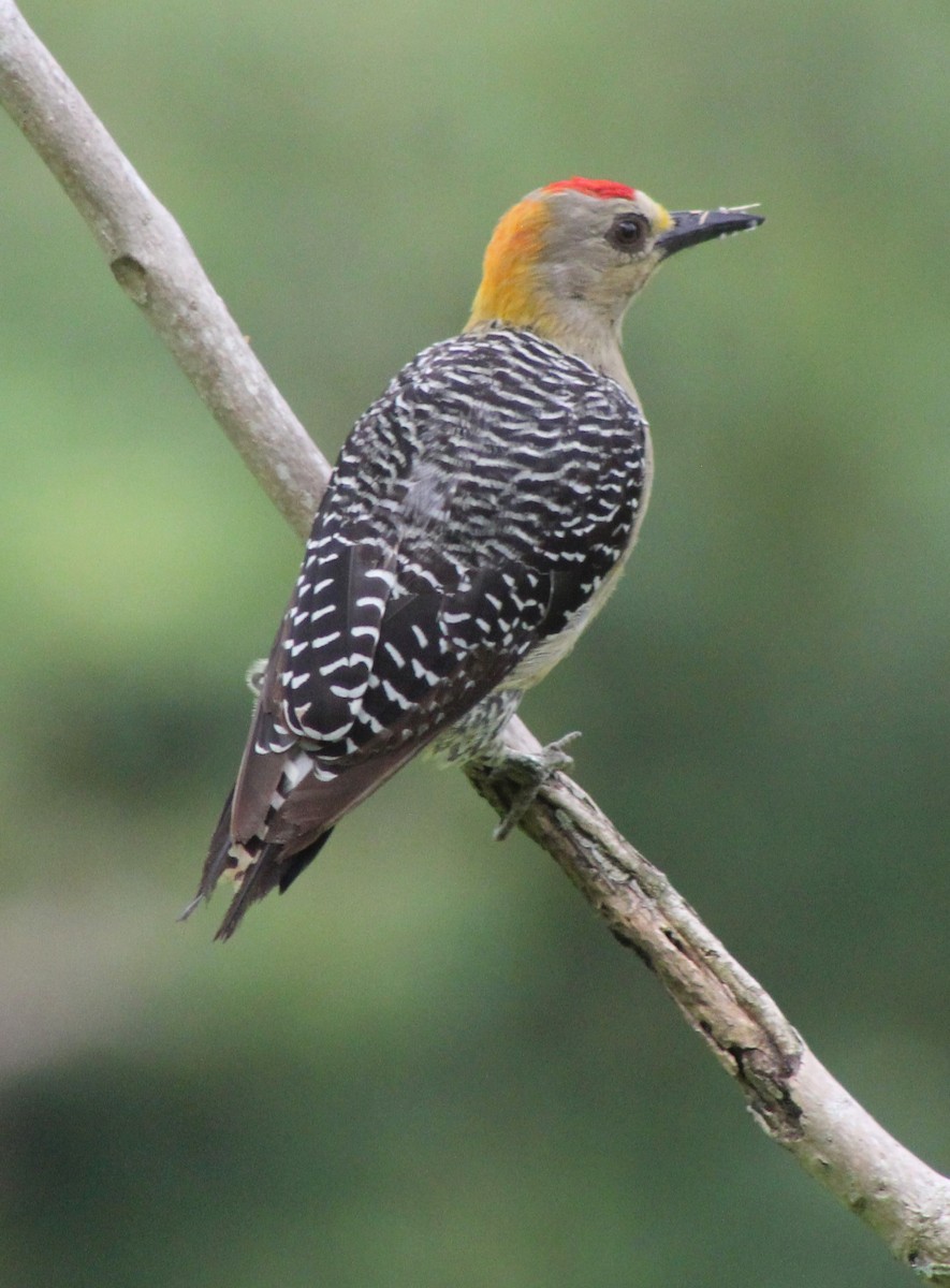 Hoffmann's Woodpecker - ML608450008