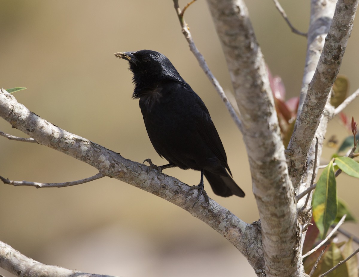 Chopi Blackbird - ML608450011